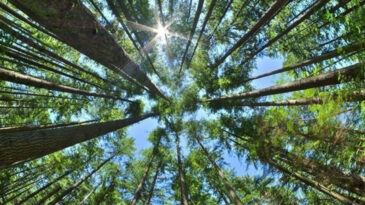 Bakanlıktan milli parklar kanun teklifi ile ilgili eleştirilere a&ccedil;ıklama