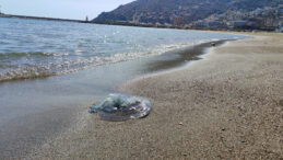 Balık&ccedil;ıların kabusu oldu: Attıkları ağlara y&uuml;zlercesi geliyor