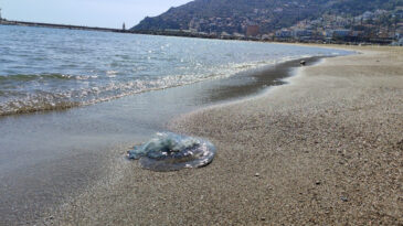 Balık&ccedil;ıların kabusu oldu: Attıkları ağlara y&uuml;zlercesi geliyor