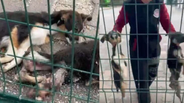 Barınaktan feci g&ouml;r&uuml;nt&uuml;! Hayvanseverler ayağa kalktı