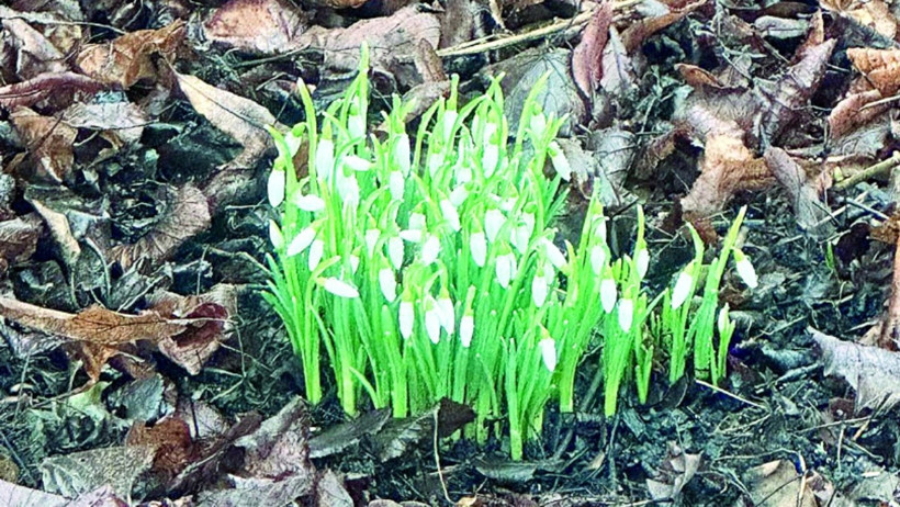 Oslo sokaklarında kardelenlere rastladım.