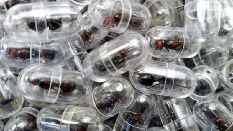 Bavulundan test t&uuml;plerinde y&uuml;zlerce canlı karınca &ccedil;ıktı