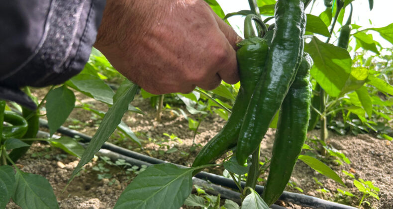 Biberde fahiş fiyata 1,8 milyon TL ceza