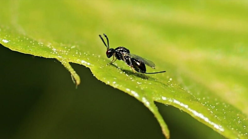 Binlerce böceğe 'kamu görevi'