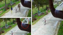 Bisiklet s&uuml;rerken eşeğin hedefi oldu