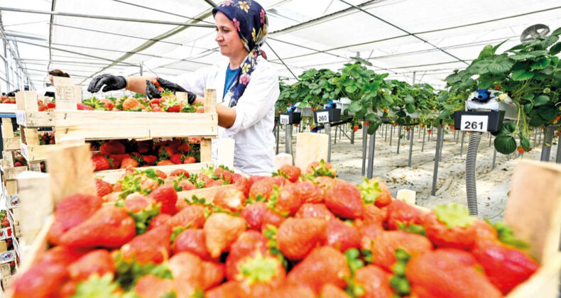 B&ouml;yle giderse a&ccedil;lık kapıya dayanır