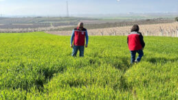 Buğdayda Korkutan Hastalık Uyarısı