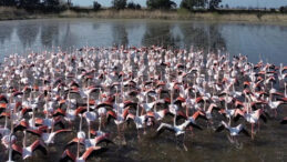 B&uuml;y&uuml;k Menderes Taştı, Flamingolar Akın Etti