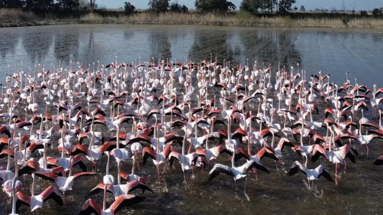 B&uuml;y&uuml;k Menderes Taştı, Flamingolar Akın Etti