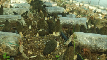 &Ccedil;ift&ccedil;iler harekete ge&ccedil;ti: &Ouml;ğrenip kilosunu 5 bin TL'ye satacaklar