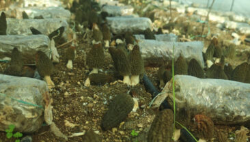 &Ccedil;ift&ccedil;iler harekete ge&ccedil;ti: &Ouml;ğrenip kilosunu 5 bin TL'ye satacaklar