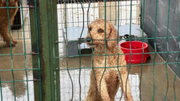&Ccedil;iftlik Baskınında 88 K&ouml;pek Kurtarıldı