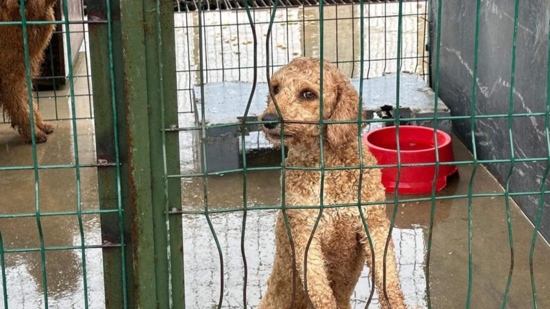 &Ccedil;iftlik Baskınında 88 K&ouml;pek Kurtarıldı