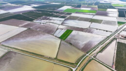 &Ccedil;ukurova'yı yağmur vurdu: Tarım arazileri sular altında