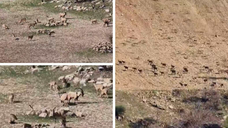 Dağ ke&ccedil;ileri s&uuml;r&uuml; halinde g&ouml;r&uuml;nt&uuml;lendi: Zarar vermenin cezası 940 bin lira