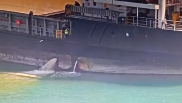 Denizi kirleten gemiye 13 milyon lira ceza