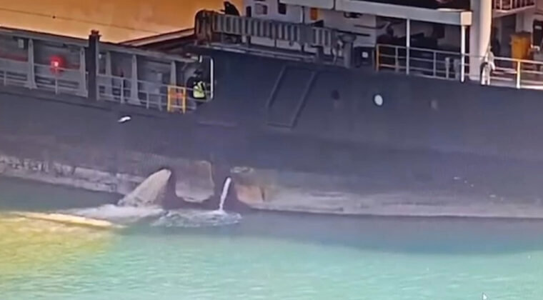 Denizi kirleten gemiye 13 milyon lira ceza