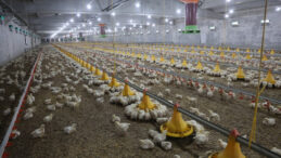 Devlet desteğiyle kurdu, ikinci &ccedil;iftliği de a&ccedil;tı