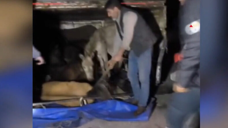 Devrilen Kamyonetin Kasaındaki Eşekler Yaralandı