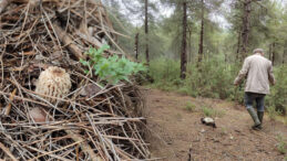 Doğada kendiliğinden yetişiyor: G&ouml;renler altın bulmuş gibi seviniyor