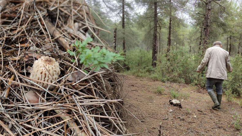 Doğada kendiliğinden yetişiyor: G&ouml;renler altın bulmuş gibi seviniyor