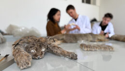 Doğada &Ouml;l&uuml; Bulunan Hayvanlar &Uuml;zerinde Genetik İnceleme