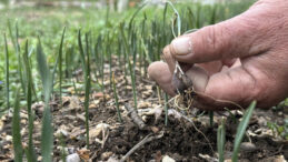 Doğadan s&ouml;k&uuml;m&uuml; yasak: &Uuml;retimi Bakanlık izniyle yapılabiliyor
