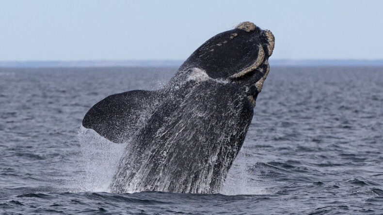 Doğumda b&uuml;y&uuml;k dayanışma: Diğer balinalar anne ve yavruyu korumaya aldı