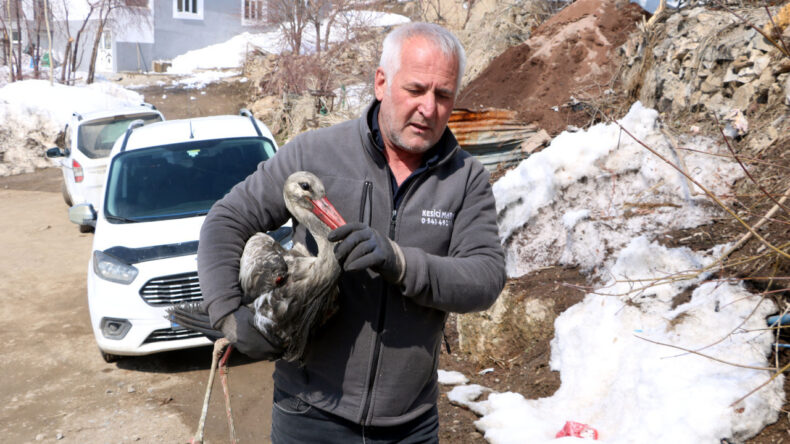 Donmak Üzereyken Buldu, Her Gün Balıkla Besleyip İyileştirdi