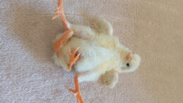 D&ouml;rt Ayaklı Civciv Şaşkınlık Yarattı