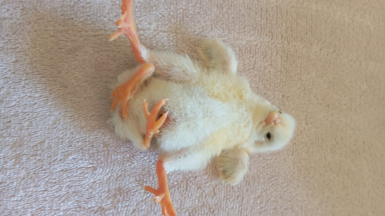 D&ouml;rt Ayaklı Civciv Şaşkınlık Yarattı