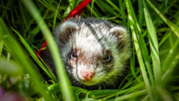 D&uuml;nyada bir ilk: Adayı istilacı t&uuml;rden tamamen arındırdılar