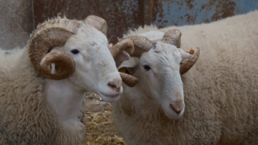 En değerli ko&ccedil;lar ikinci el araba fiyatına satılıyor