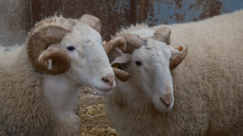 En değerli koçlar ikinci el araba fiyatına satılıyor