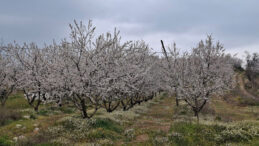 Erken &Ccedil;i&ccedil;ek A&ccedil;an Ağa&ccedil;lar Don Tehlikesiyle Karşı Karşıya