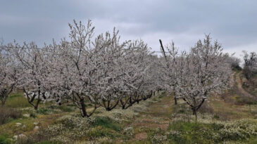 Erken &Ccedil;i&ccedil;ek A&ccedil;an Ağa&ccedil;lar Don Tehlikesiyle Karşı Karşıya