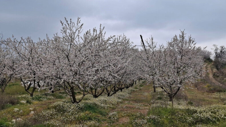 Erken &Ccedil;i&ccedil;ek A&ccedil;an Ağa&ccedil;lar Don Tehlikesiyle Karşı Karşıya
