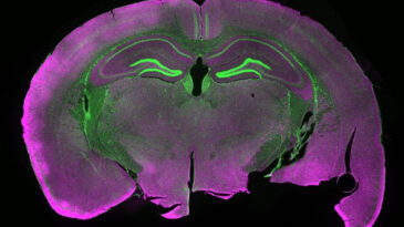 Fare Beyin Dokusunu Dondurdular, &Ccedil;&ouml;z&uuml;ld&uuml;ğ&uuml;nde Ortaya &Ccedil;ıkan Sonu&ccedil; Şaşırttı