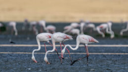 Flamingolar Tuz G&ouml;l&uuml;&rsquo;ne d&ouml;nd&uuml;: Sayıları d&uuml;şt&uuml;, su krizi uyarısı yapıldı