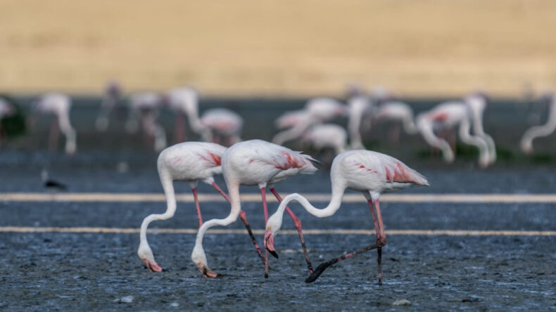 Flamingolar Tuz G&ouml;l&uuml;&rsquo;ne d&ouml;nd&uuml;: Sayıları d&uuml;şt&uuml;, su krizi uyarısı yapıldı