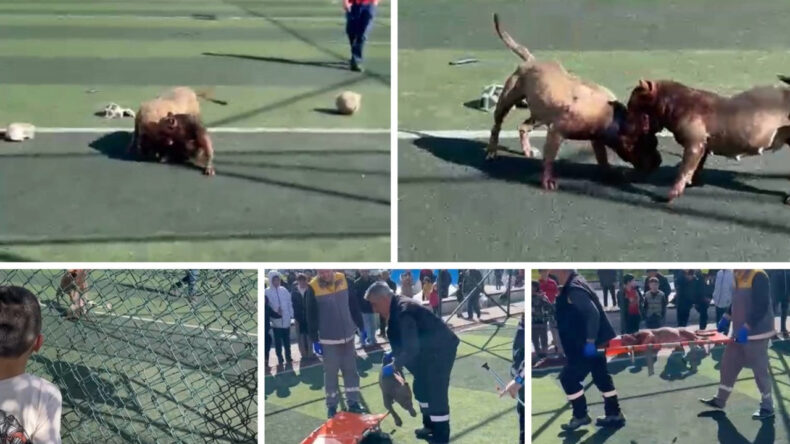 Futbol Sahasında Pitbull Saldırısı: Olay Anı ve Sonrası