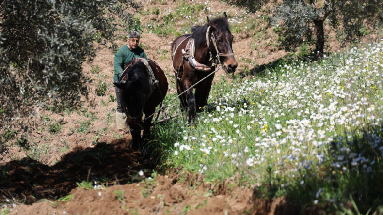 Geleneksel y&ouml;ntemle y&uuml;ksek kazan&ccedil;: Ayda 180 bin lira kazanıyorlar