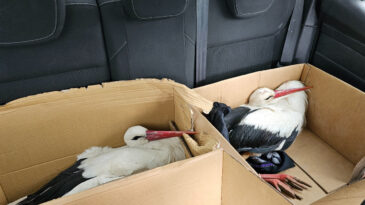 G&ouml;&ccedil; Eden Leylekler Avcıların Hedefi Oldu