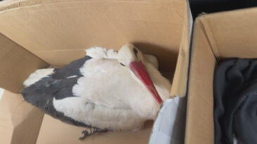 G&ouml;&ccedil; Eden Leylekler Vuruldu