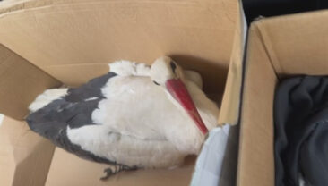 G&ouml;&ccedil; Eden Leylekler Vuruldu