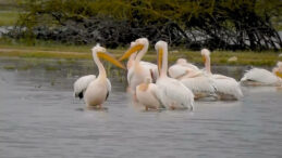 G&ouml;&ccedil; Yolundaki Pelikan S&uuml;r&uuml;s&uuml; Boğazk&ouml;y Barajı&rsquo;nda G&ouml;r&uuml;nt&uuml;lendi