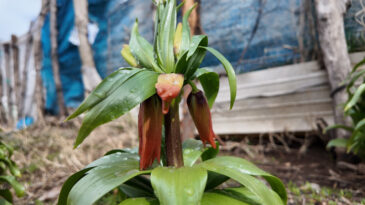 G&ouml;ren hayran kalıyor, koparan pişman oluyor