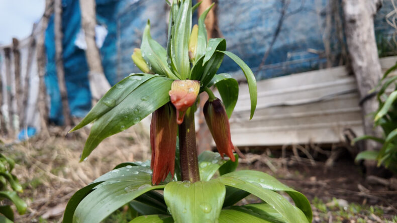 G&ouml;ren hayran kalıyor, koparan pişman oluyor