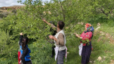 Hasat erken başladı: Kilosu 150 TL&rsquo;den satılıyor