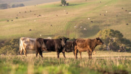 Hayvanlarda Hastalık Baş G&ouml;sterdi, Buğday İthalatını Yasakladılar